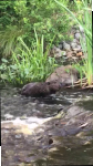 Beaver in Miller Pond spillway