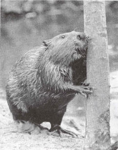 Beaver gnawing on tree