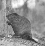 Beaver cutting poplar at the Refuge
