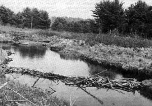 Beaver dam and waterway, Unexpected Wildlife Refuge photo