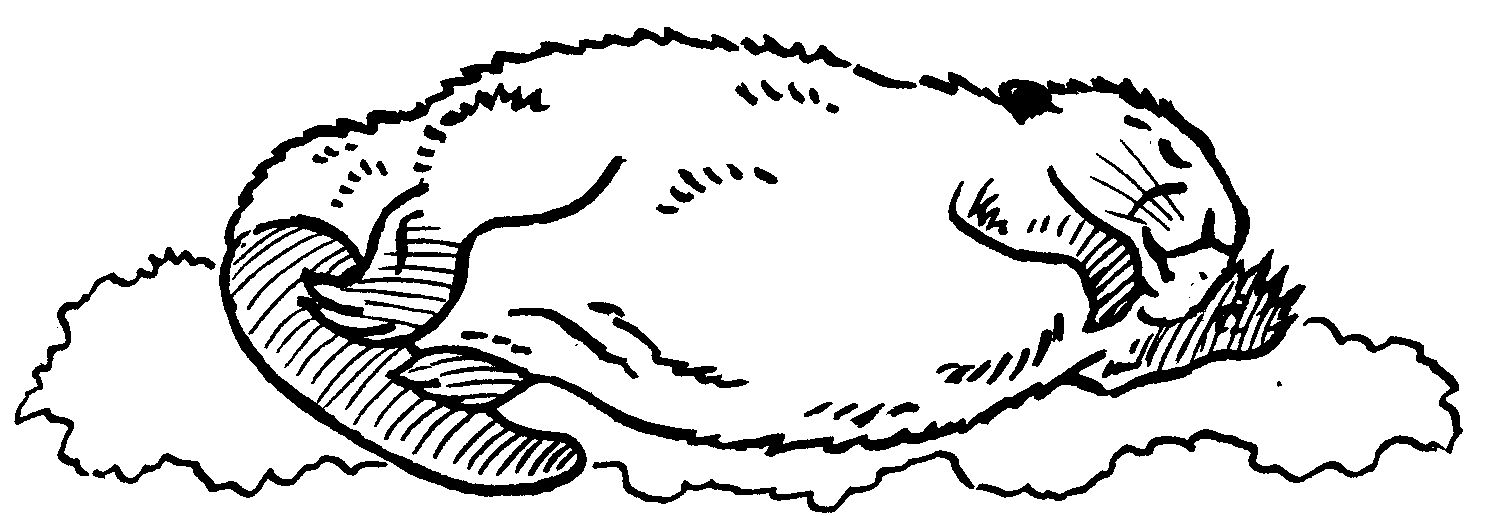 Sleeping beaver drawing by co-founder Hope Sawyer Buyukmihci