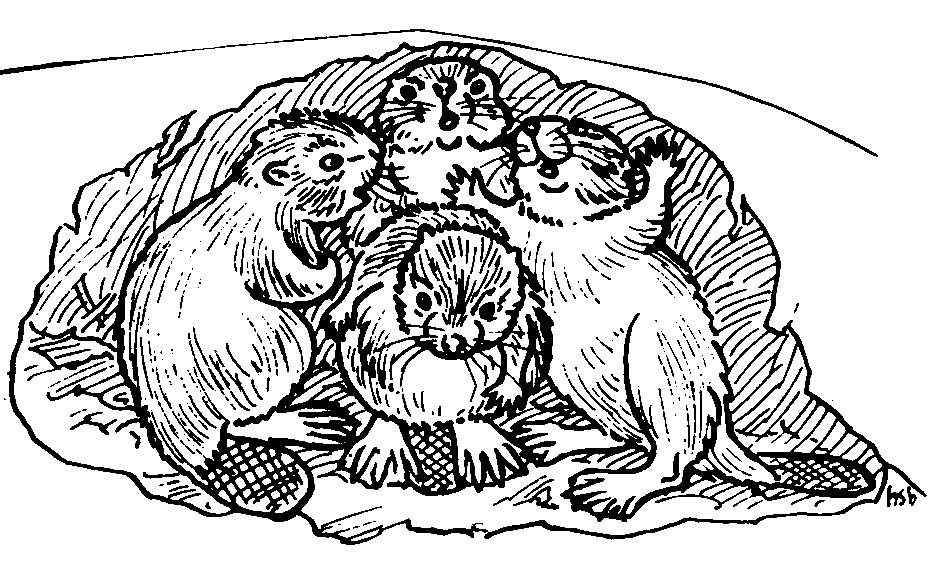 Drawing of beaver kits in den by Hope Sawyer Buyukmihci, Refuge co-founder and artist