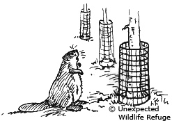 Beaver with tree cages