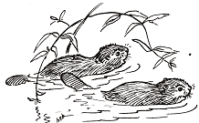 Drawing of beavers swimming
