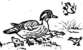 Wood duck drawing by co-founder Hope Sawyer Buyukmihci