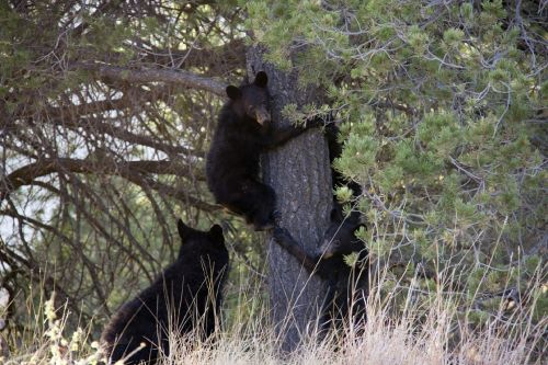 American black bear cubs; photo Jean Beaufort