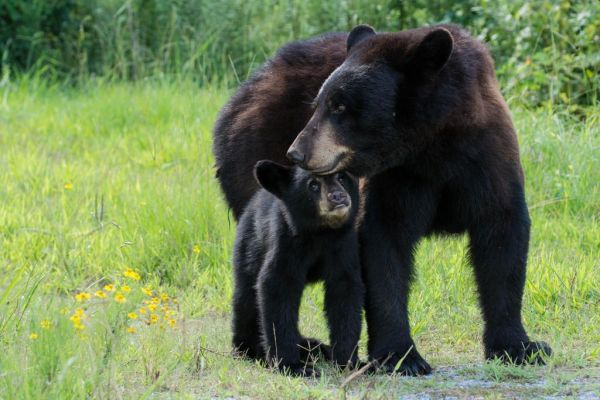 American black bear cub and mom; photo Anton Sorokin/Alamy Stock Photo