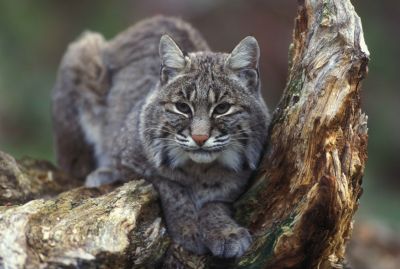 Bobcat, photo by Jean Beaufort