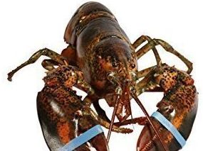 Captive lobster