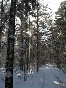 Our driveway in winter