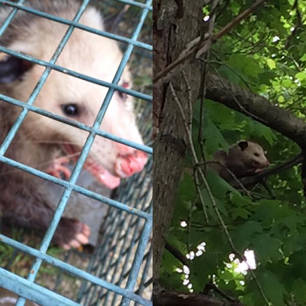 Opossum being given freedom