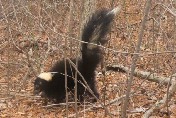 Striped skunk at Unexpected Wildlife Refuge