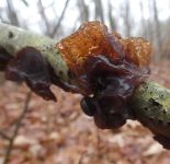 Amber jelly roll fungus, Unexpected Wildlife Refuge photo