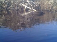 Female American black duck, Unexpected Wildlife Refuge trail camera photo