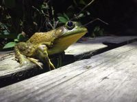 American bullfrog crossing boardwalk, Unexpected Wildlife Refuge