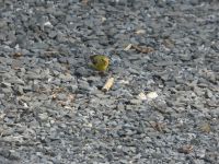 Female American goldfinch searching for food near Headquarters, Unexpected Wildlife Refuge photo