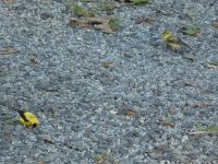 Female and male American goldfinches near Headquarters, Unexpected Wildlife Refuge photo