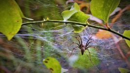 American grass spider and web near main pond, Unexpected Wildlife Refuge photo
