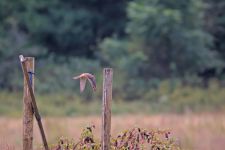 American kestrel female, photo J Amsterdam