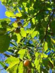 American persimmon tree, Unexpected Wildlife Refuge photo