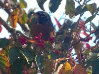 American robin amongst dogwood berries, Unexpected Wildlife Refuge photo