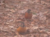American robins, Unexpected Wildlife Refuge photo