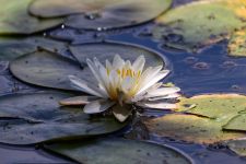American white waterlily flowering in main pond, photo by Leor Veleanu
