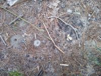 Antlion trap near entrances to ant homes, Unexpected Wildlife Refuge photo