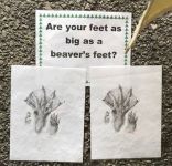 Beaver feet comparison at Atlantic County Utilities Authority Earth Day Festival, 2019