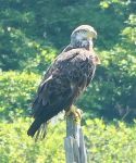 Juvenile bald eagle, Unexpected Wildlife Refuge photo