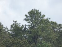 Bald eagles, adult and juvenile, Unexpected Wildlife Refuge photo