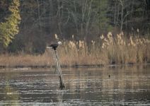 Bald eagle on main pond, photo J Amsterdam