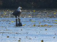 Bald eagle perched on stump in main pond, Unexpected Wildlife Refuge photo