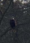 Bald eagle looking over main pond, Unexpected Wildlife Refuge photo
