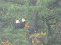 Bald eagles in pine tree, Unexpected Wildlife Refuge photo