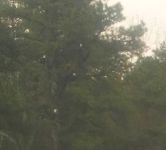 Bald eagles in tree near main pond, Unexpected Wildlife Refuge photo