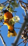 Baltimore oriole, Unexpected Wildlife Refuge photo