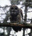 Barred owl, photo by Bernie Hehl