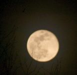 Bat and full moon, Unexpected Wildlife Refuge photo