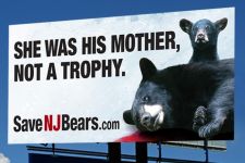 BEARS NJ bears billboard