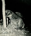 Beaver gnawing tree, by Refuge co-founder Hope Sawyer Buyukmihci