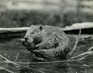 Photo of beaver at Unexpected Wildlife Refuge, by co-founder Hope Sawyer Buyukmihci