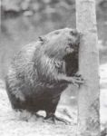 Beaver chewing on tree