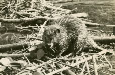 Beaver child, Unexpected Wildlife Refuge photo