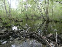 Beaver dam in main pond, Unexpected Wildlife Refuge photo