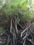 Beaver dam, Unexpected Wildlife Refuge photo