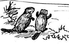 Beavers, sketch by Hope Sawyer Buyukmihci, Refuge co-founder and artist