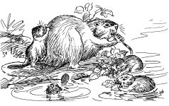 Drawing of beavers by Hope Sawyer Buyukmihci, Refuge co-founder and artist