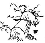 Sketch of beaver by Hope Sawyer Buyukmihci, artist and co-founder