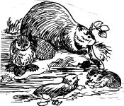 Family of beavers, sketch by Hope Sawyer Buyukmihci, Refuge co-founder and artist